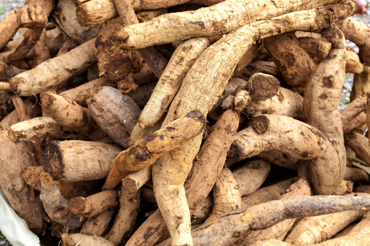 칡, 칡즙 효능과 부작용 (영양성분, 주의사항, 먹는 법) 3 aa3504b462a169eac147ef2ee251f56e