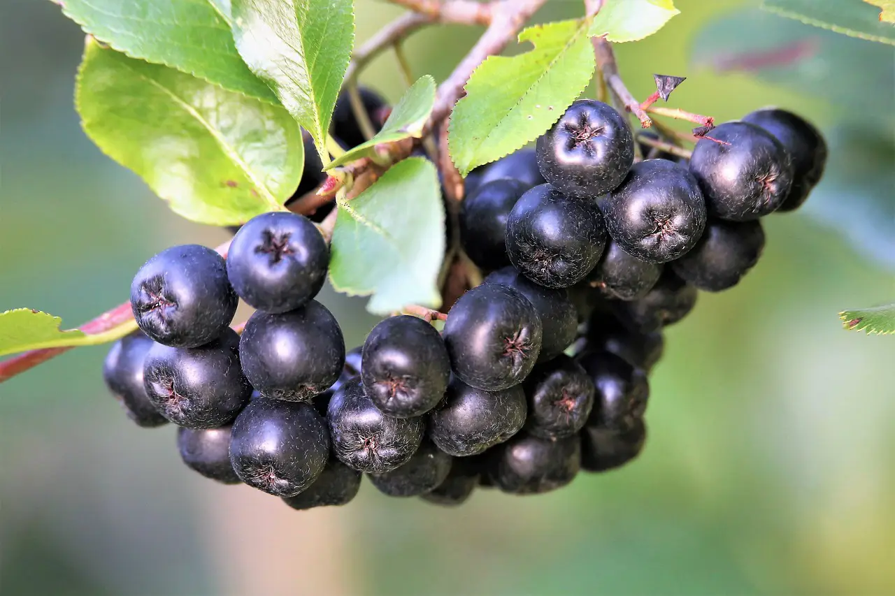 Aronia Benefits and Side Effects (How to Eat, Cooking Recipes, and Precautions) 3 aronia berries 5442465 1280