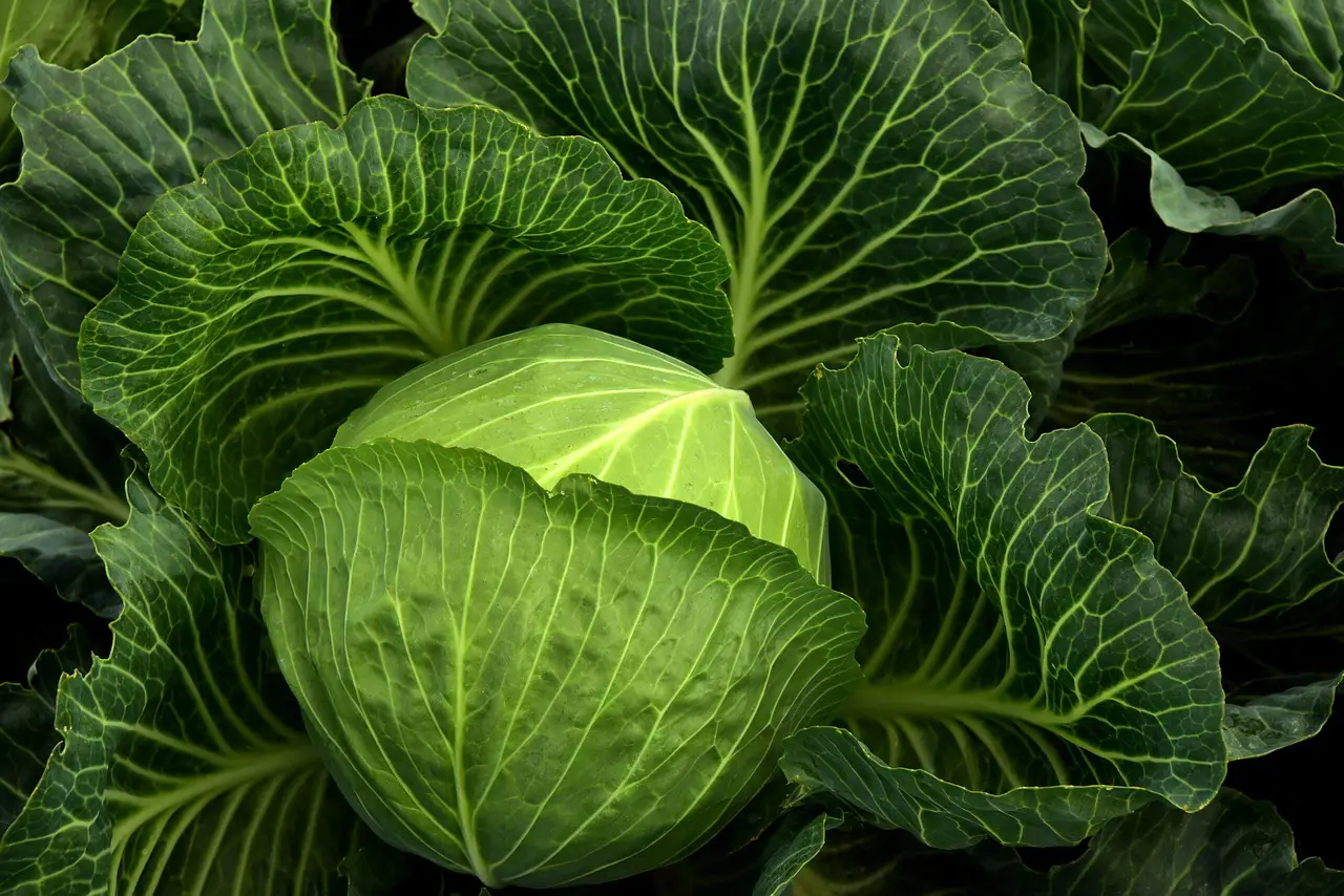 cabbage 3722498 1280