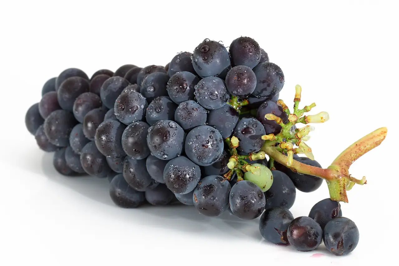 Grapes and Grape Seeds Benefits and Side Effects (Nutritional Information, Recommended Intake) 3 grapes 2032838 1280