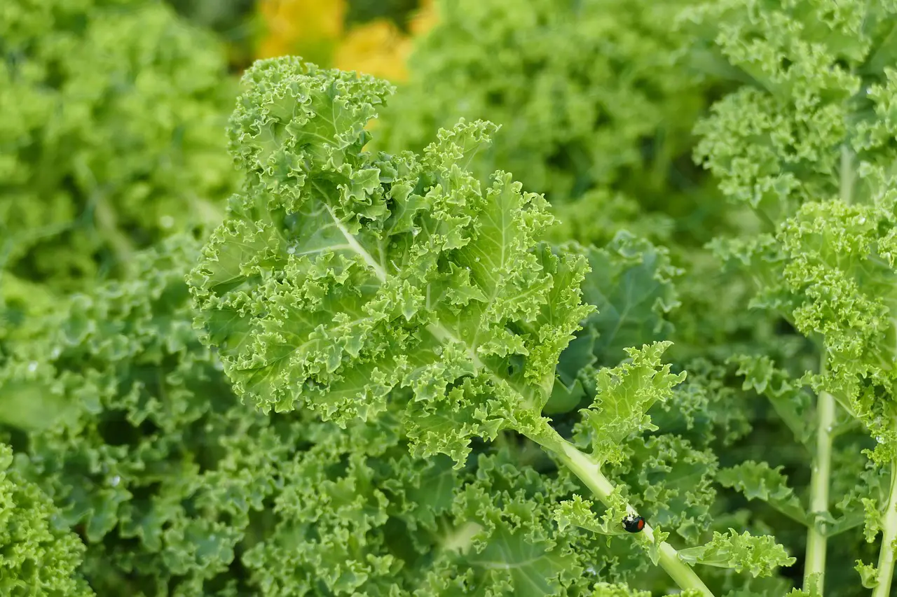 Kale Benefits and Side Effects (Nutritional Information, Cooking Recipes, How to Eat, Precautions) 4 kale 3638691 1280