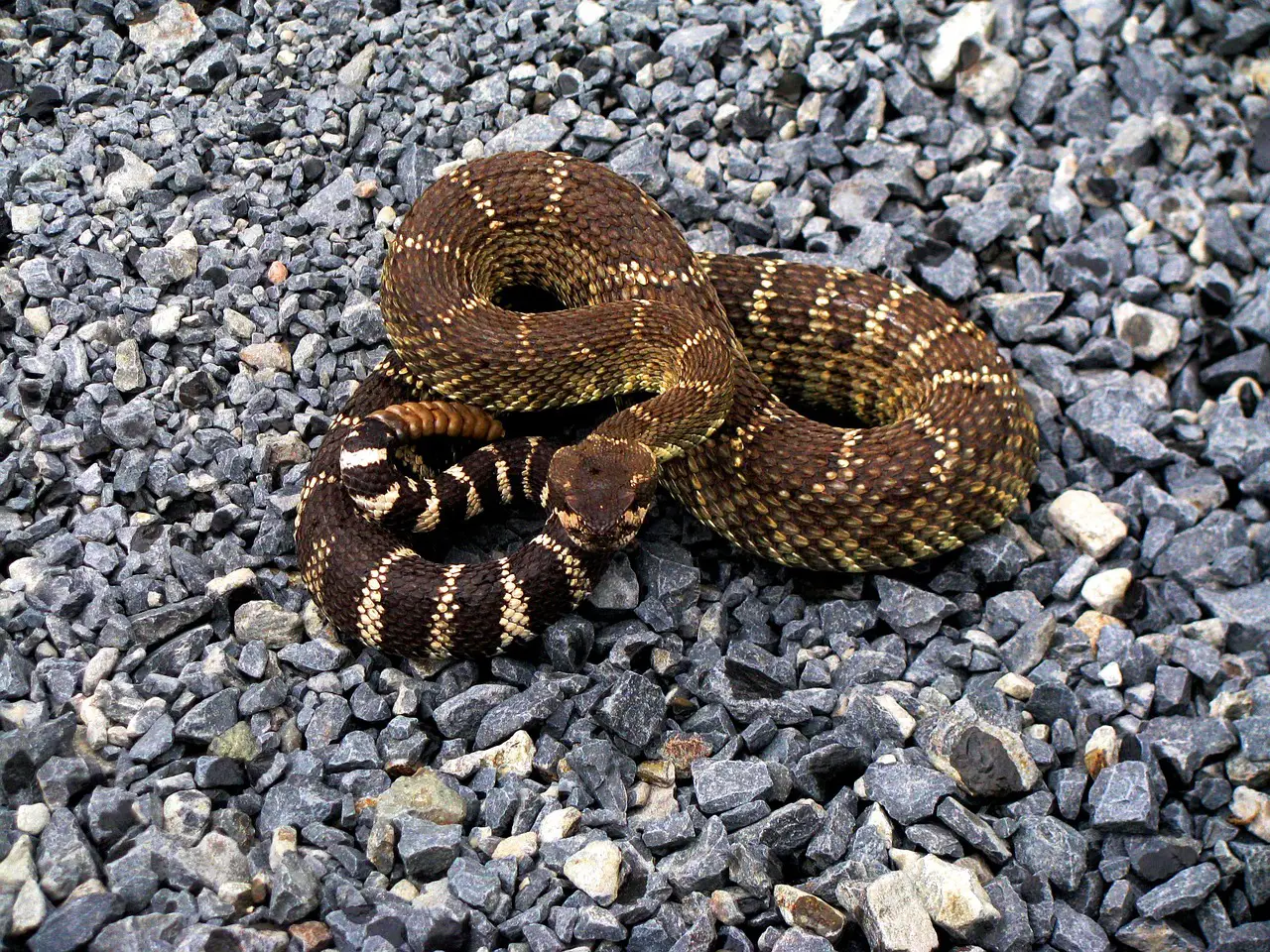 rattle snake 271945 1280